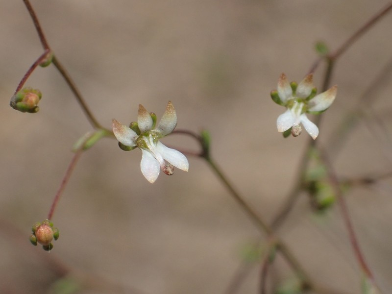 Common Threadplant photo 4