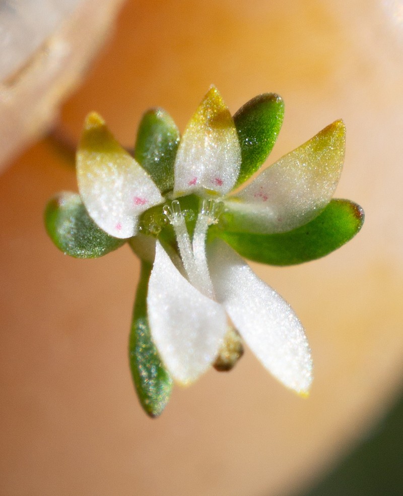 Common Threadplant photo 5