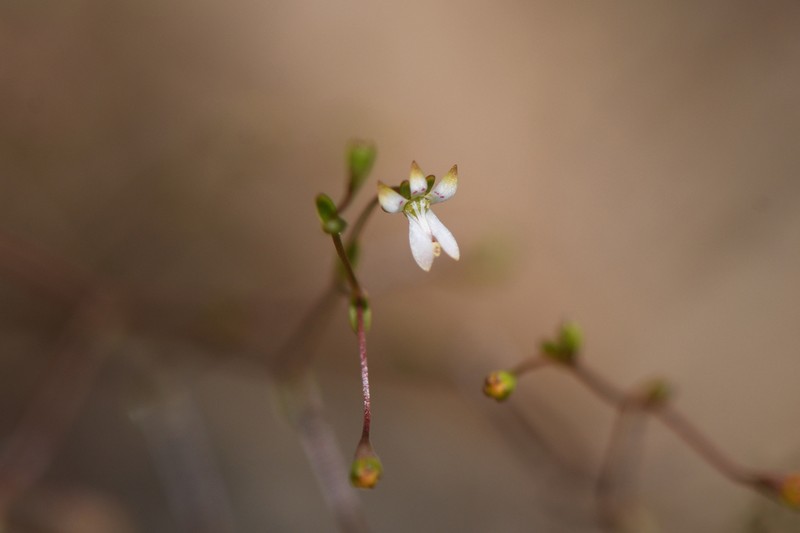 Common Threadplant photo 6