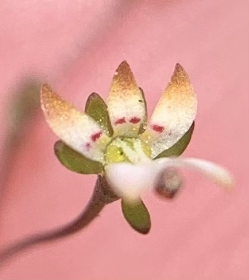 Common Threadplant photo 7