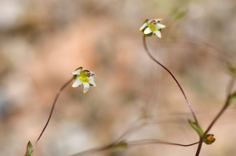 Nemacladus eastwoodiae