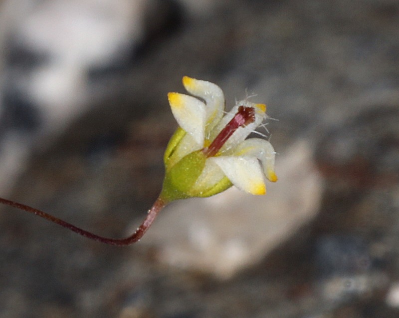 Nemacladus eastwoodiae photo 4