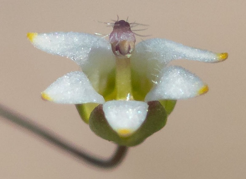 Nemacladus eastwoodiae photo 8