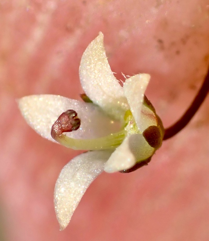 Glandular Threadplant