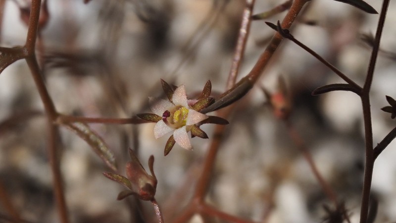 Glandular Threadplant photo 2