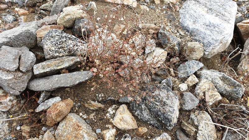 Glandular Threadplant photo 3
