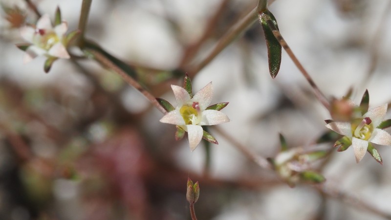 Glandular Threadplant photo 4
