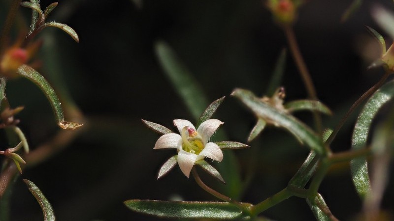 Glandular Threadplant photo 5