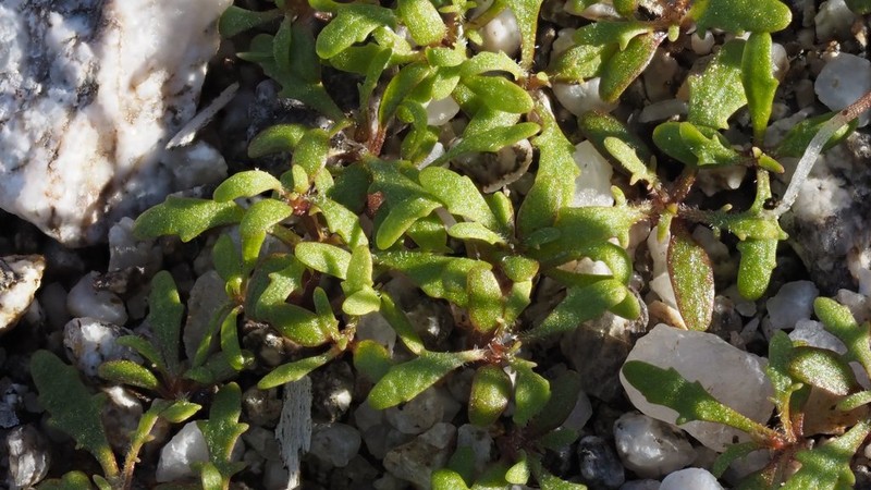 Glandular Threadplant photo 6