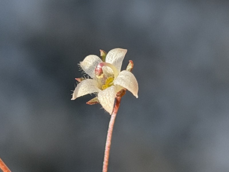 Glandular Threadplant photo 7