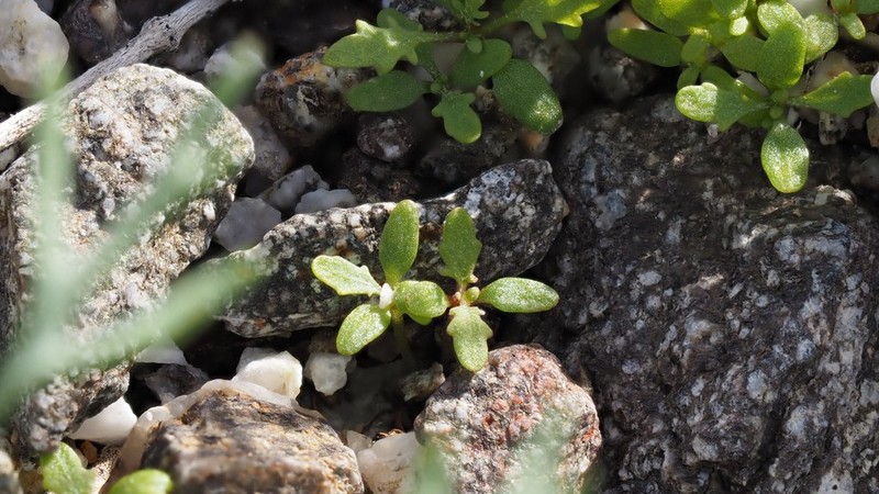 Glandular Threadplant photo 8