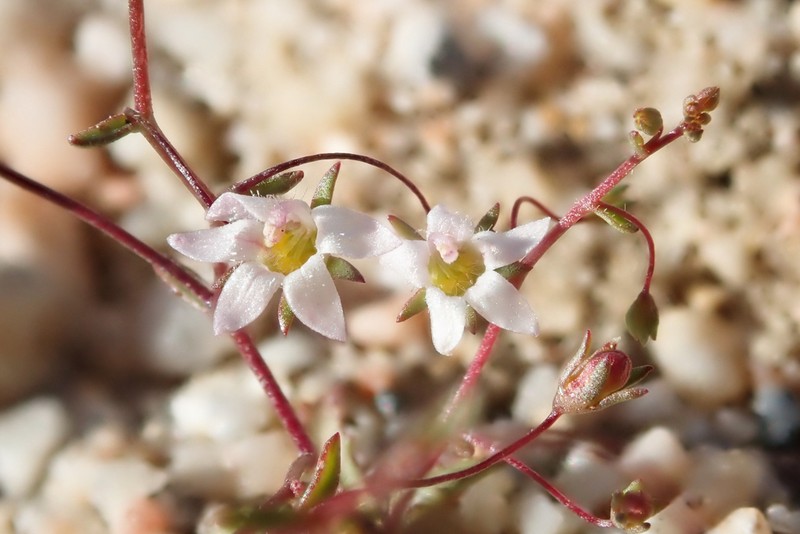 Slender Threadplant