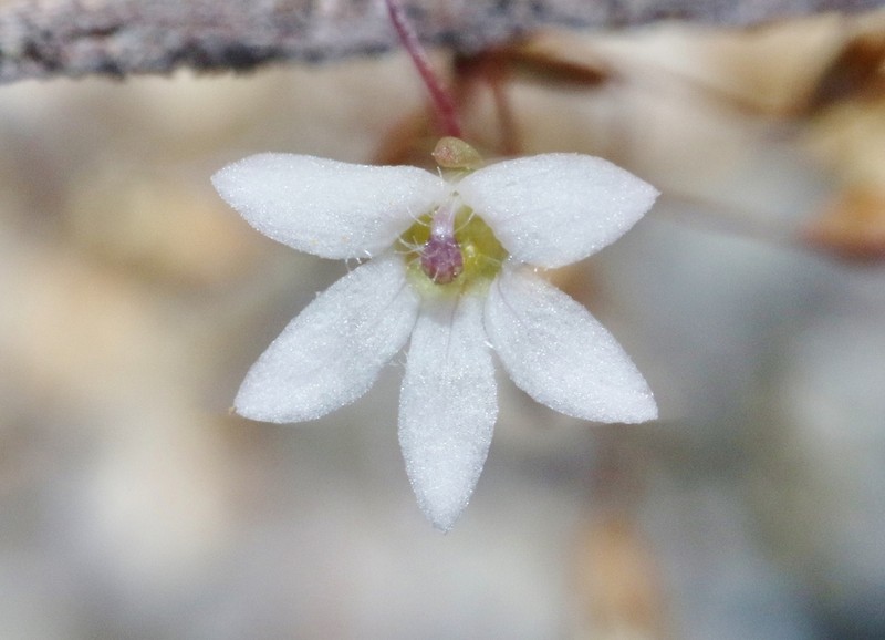 Slender Threadplant photo 2
