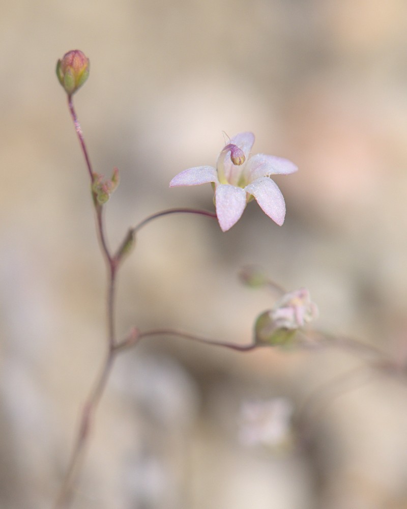 Slender Threadplant photo 3