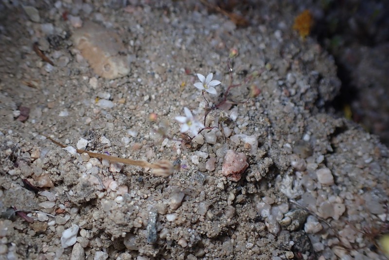 Slender Threadplant photo 4