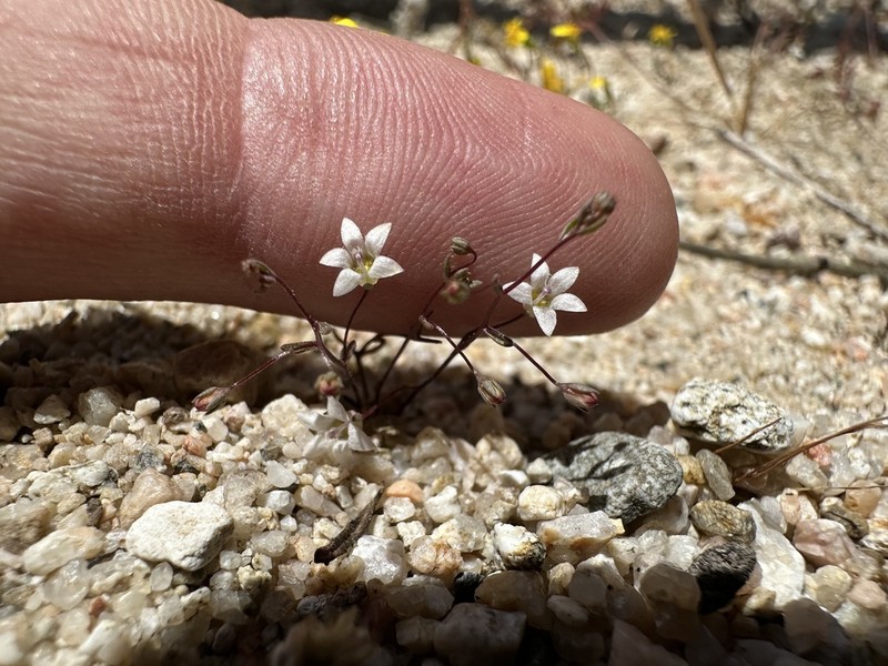 Slender Threadplant photo 5