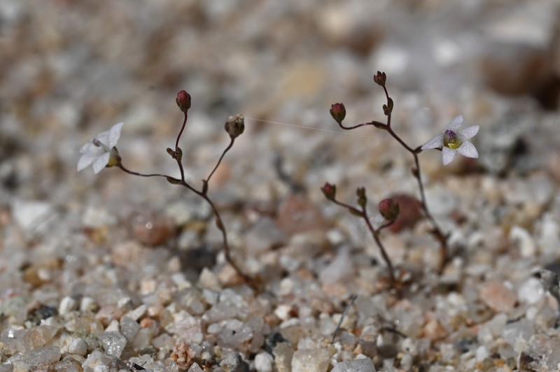 Slender Threadplant photo 6