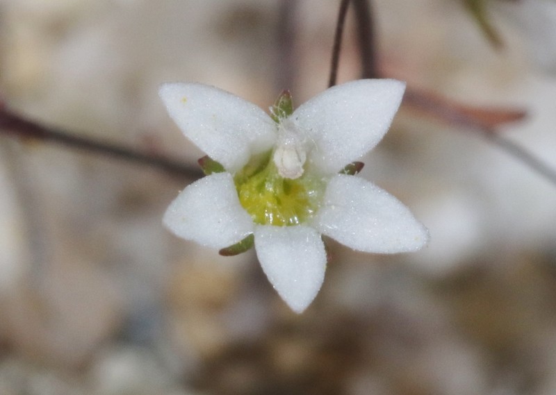 Slender Threadplant photo 7