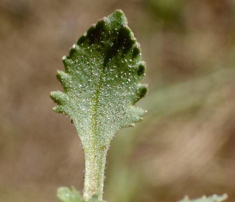 Sierra Threadplant photo 3
