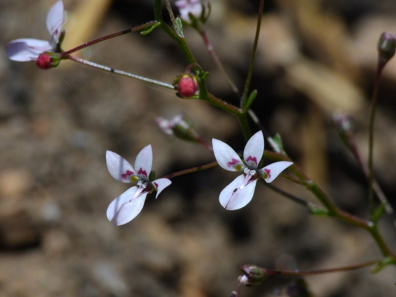Sierra Threadplant photo 4