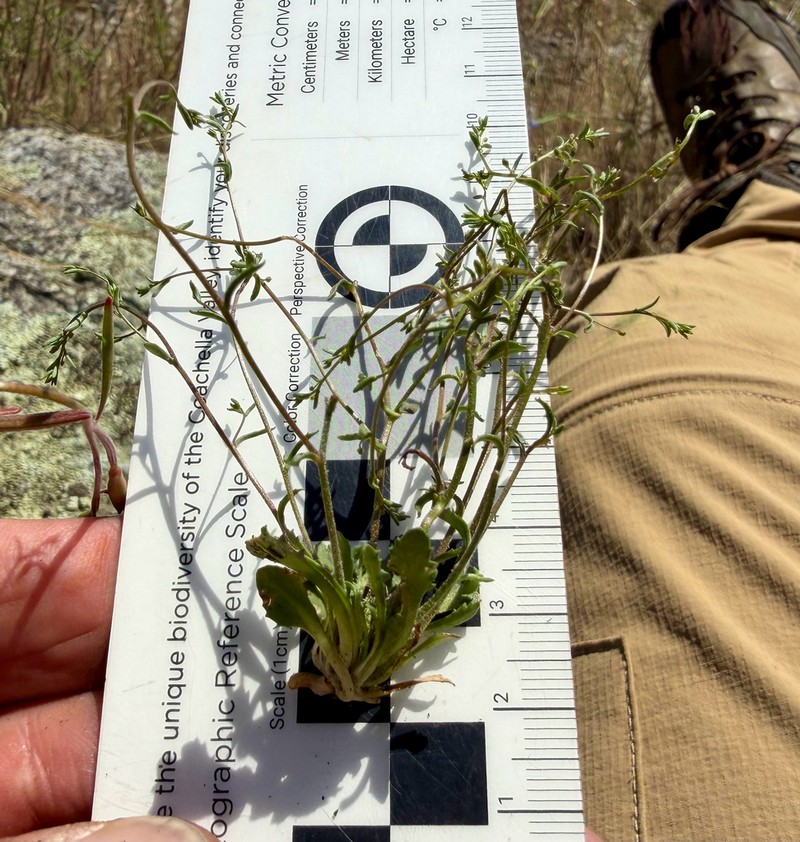 Sierra Threadplant photo 5