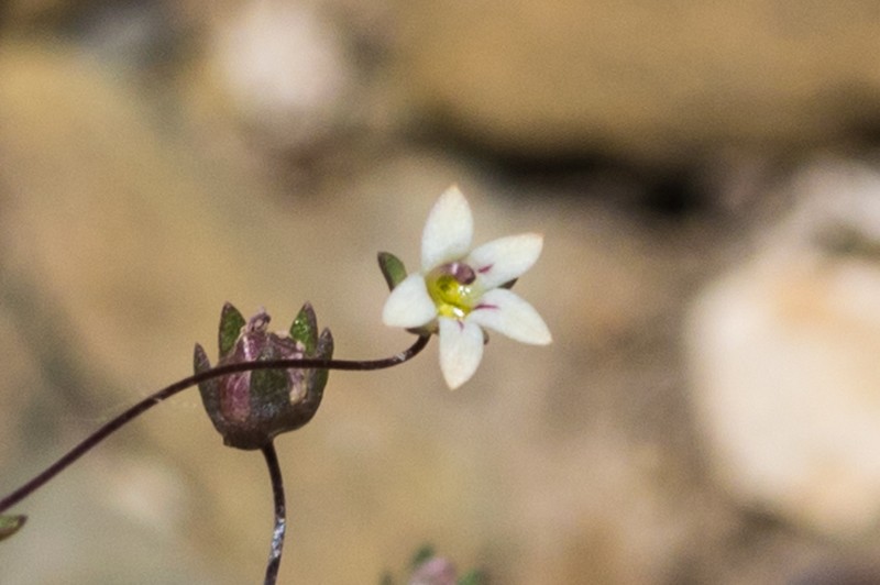 Nemacladus inyoensis