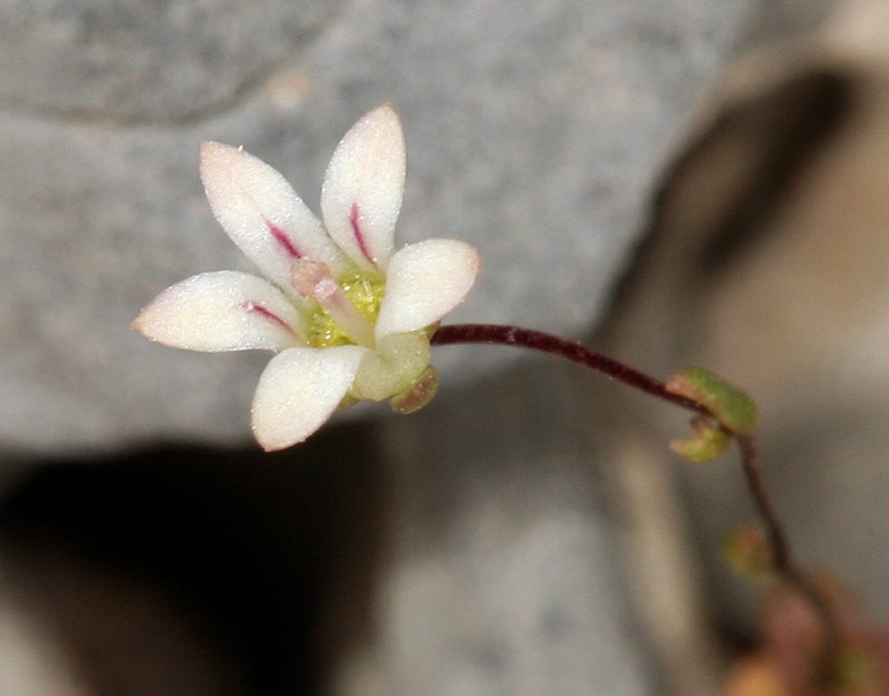 Nemacladus inyoensis photo 2