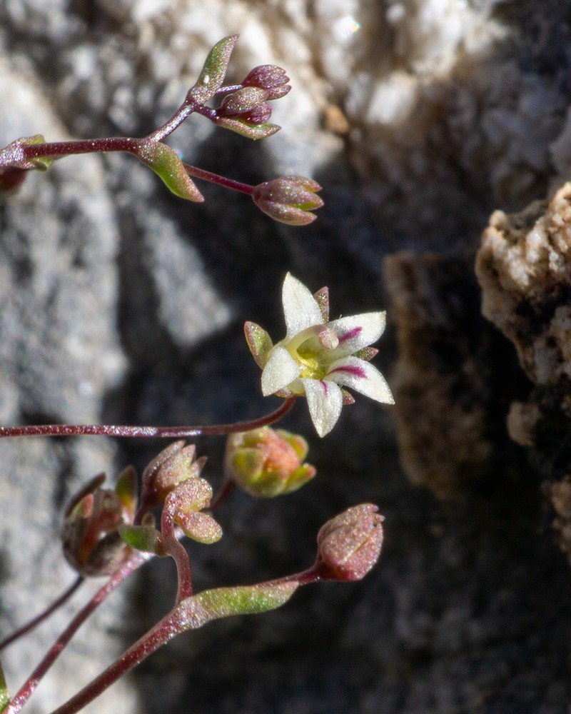 Nemacladus inyoensis photo 3