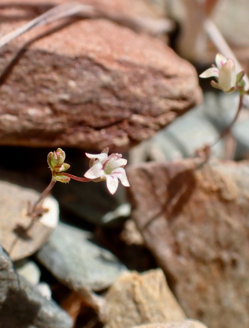 Nemacladus inyoensis photo 4