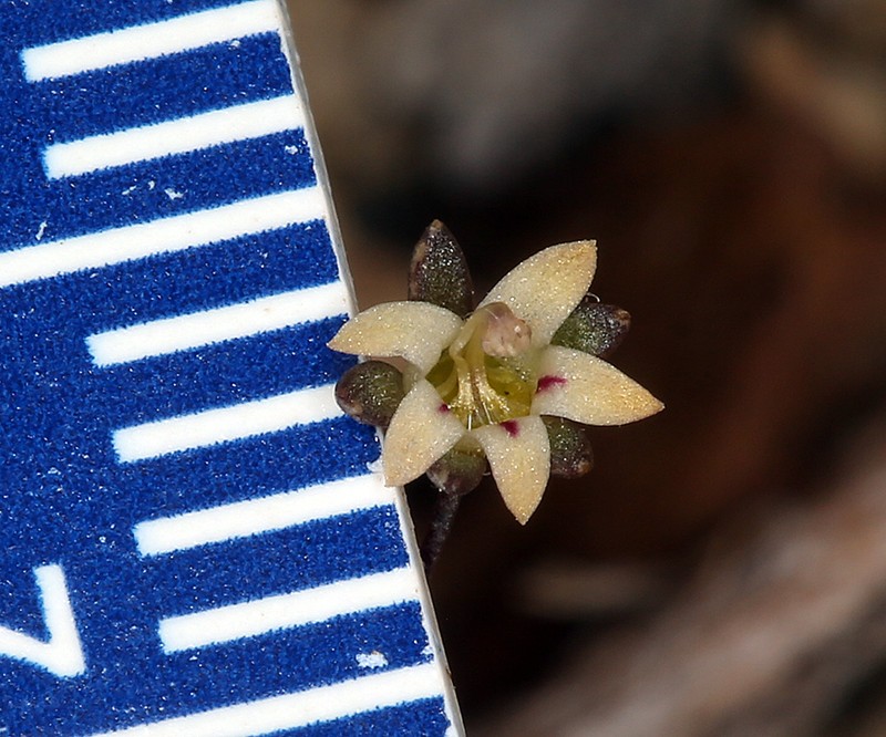 Nemacladus inyoensis photo 5