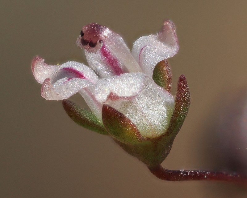 Nemacladus inyoensis photo 6