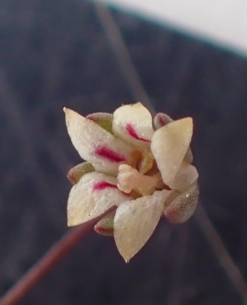 Nemacladus inyoensis photo 7