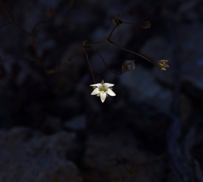 Nemacladus inyoensis photo 8