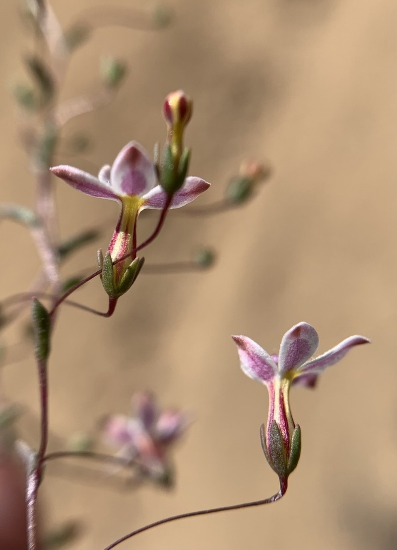 Longflower Threadplant