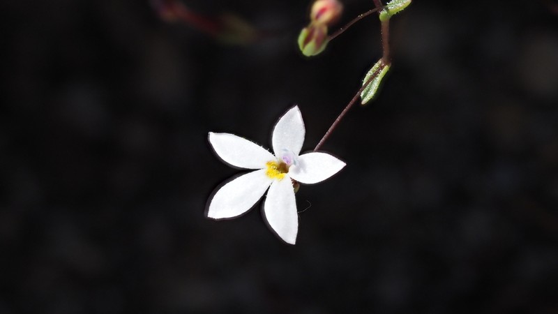 Longflower Threadplant photo 4