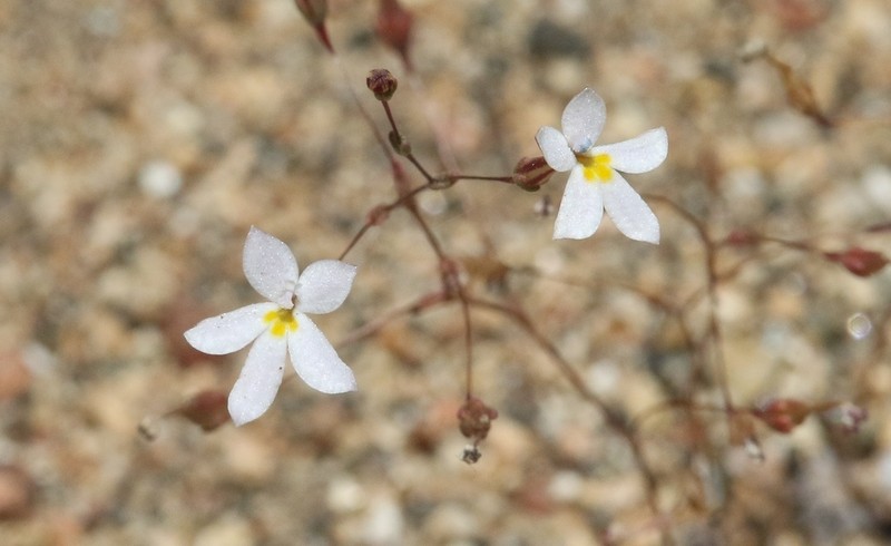 Longflower Threadplant photo 6