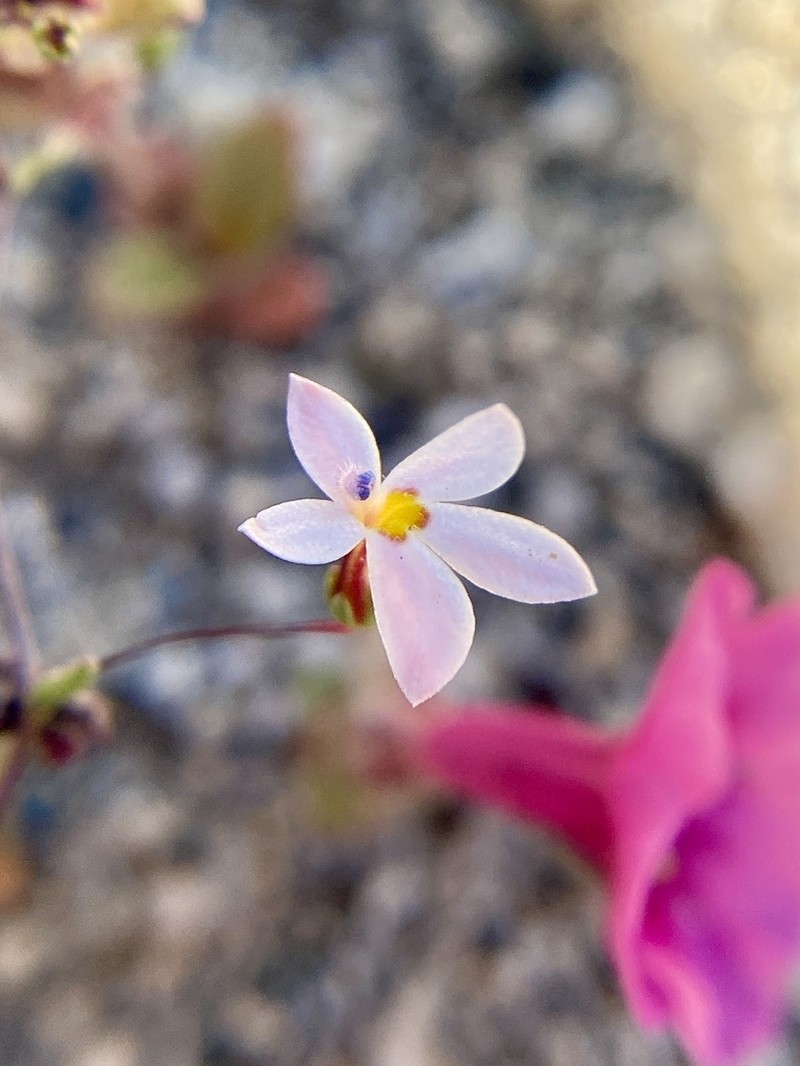 Longflower Threadplant photo 7