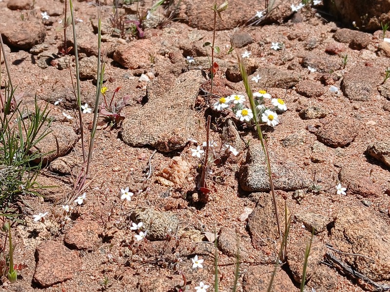 Longflower Threadplant photo 8