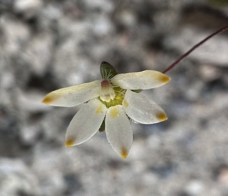 Nemacladus matsonii photo 2