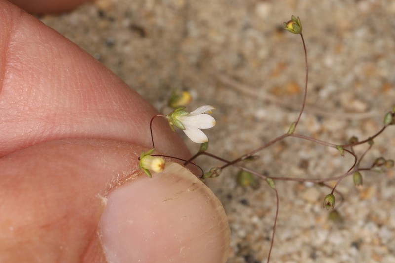 Nemacladus matsonii photo 3