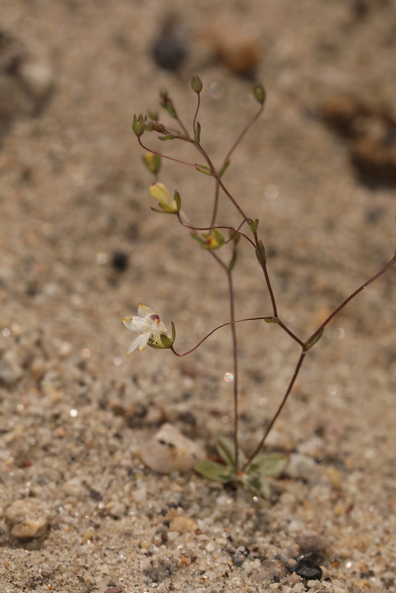 Nemacladus matsonii photo 5