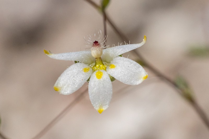 Nemacladus matsonii photo 6