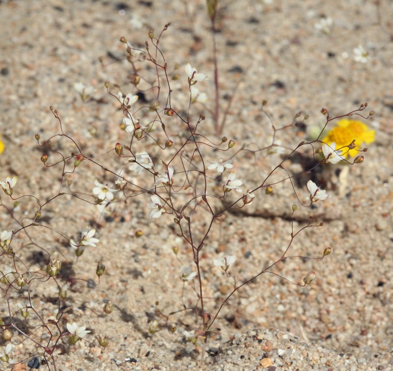 Nemacladus matsonii photo 7