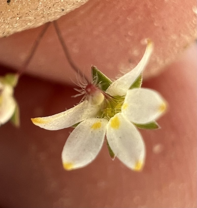 Nemacladus matsonii photo 8