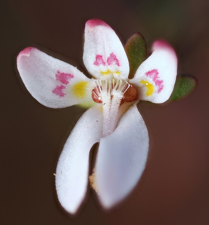 Mountain Threadplant