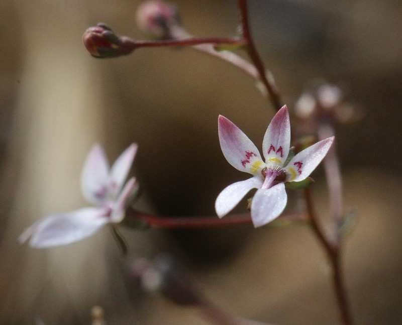 Mountain Threadplant photo 2
