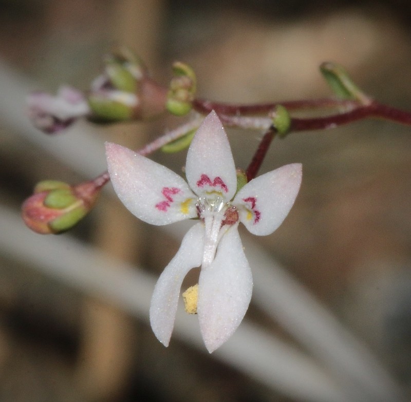 Mountain Threadplant photo 3