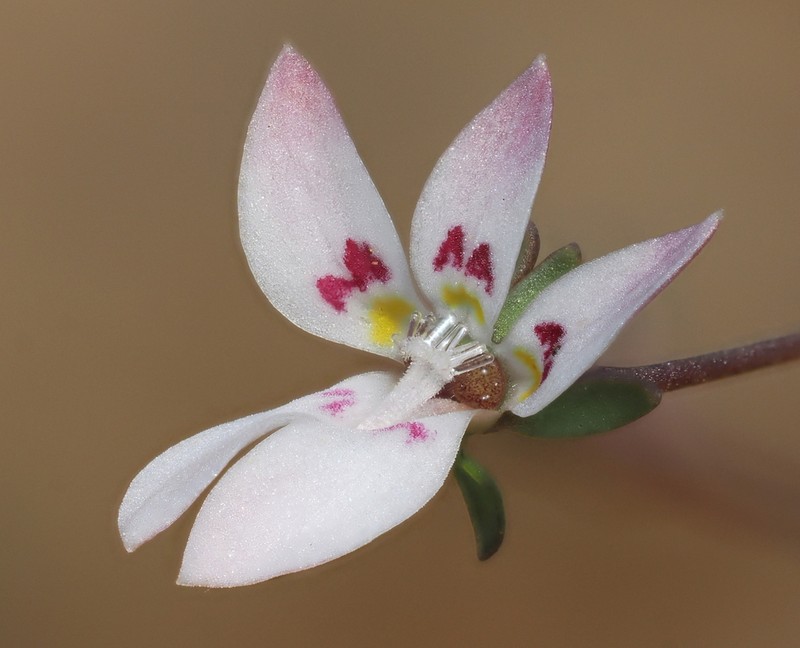 Mountain Threadplant photo 4
