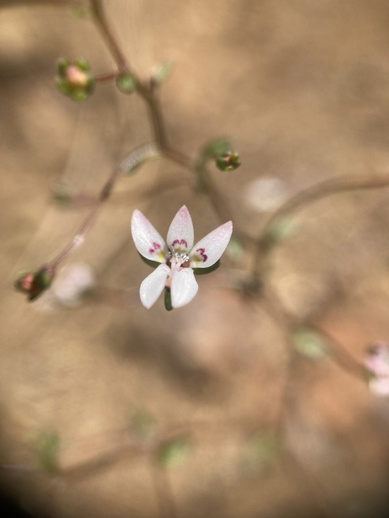 Mountain Threadplant photo 6