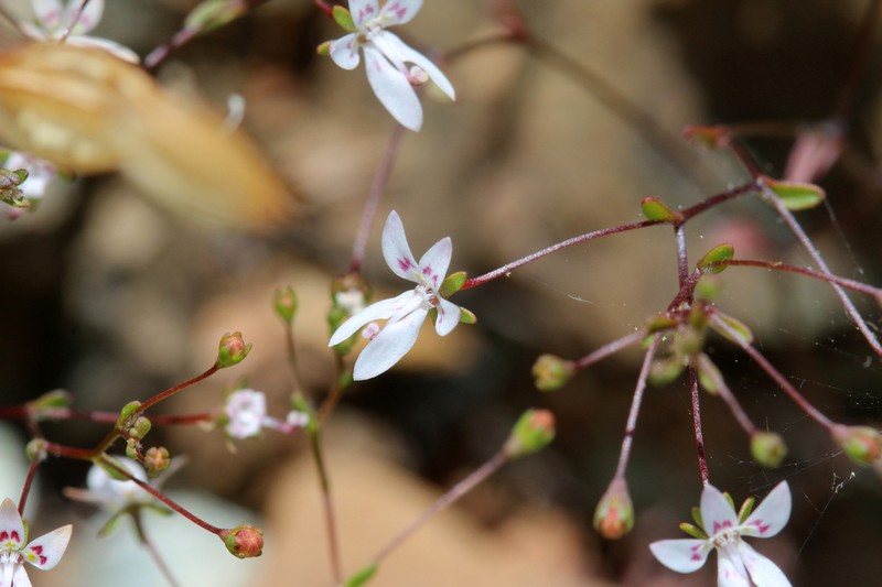 Mountain Threadplant photo 7